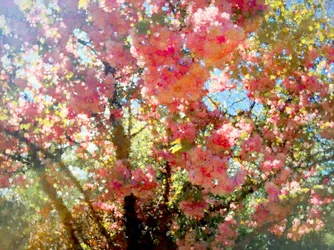 Ciel de fleurs de printemps